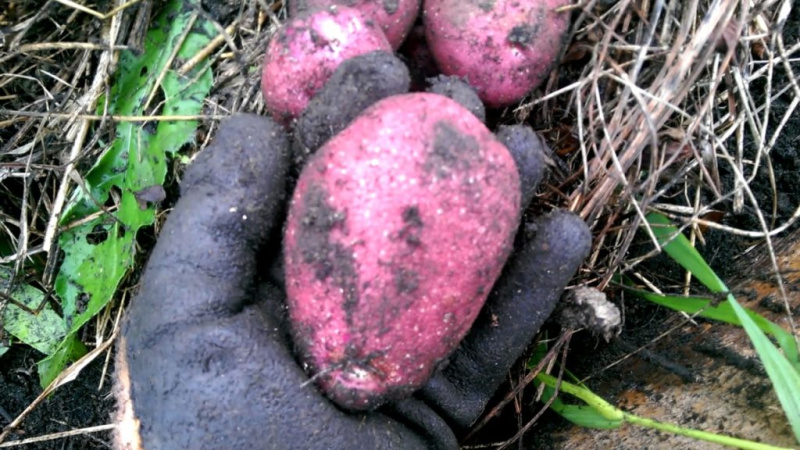 Картофель семенной 2кг среднеранний Маяк