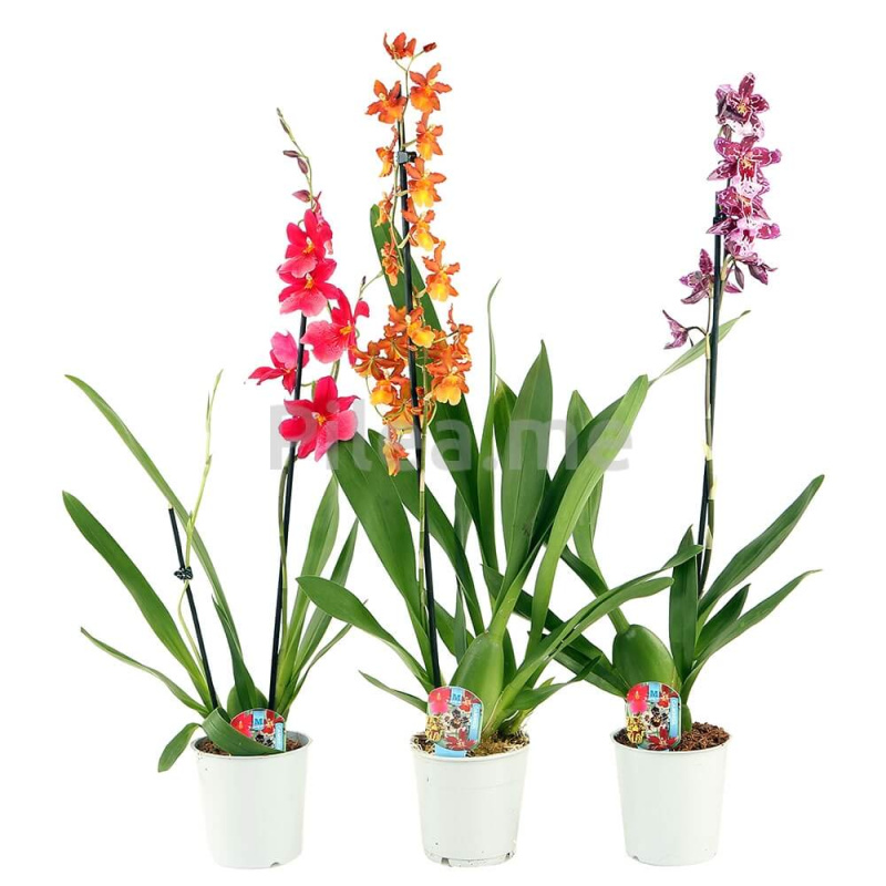 Растение цветущее Орхидея другая Камбрия2 d=12см h=90см