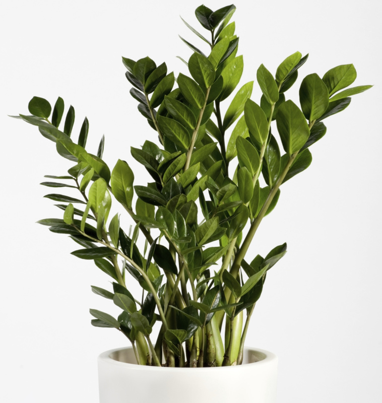 Растение кактусы, суккуленты Седум Буррито d=9-10см h=10см