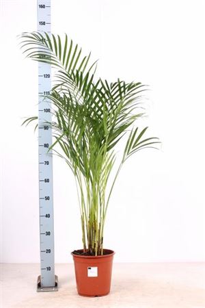 Растение пальмовое Дипсис4 d=24см h=160см