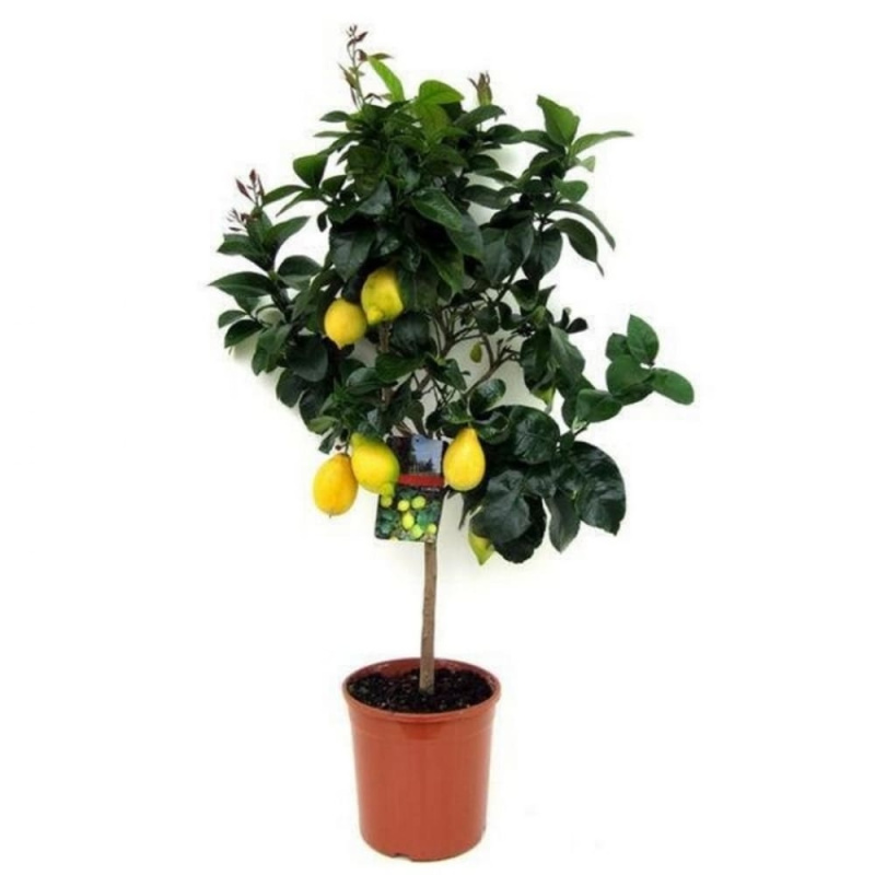 Растение цитрусовое Лимон (и др. цитрусовые) d=19-22см h=100см