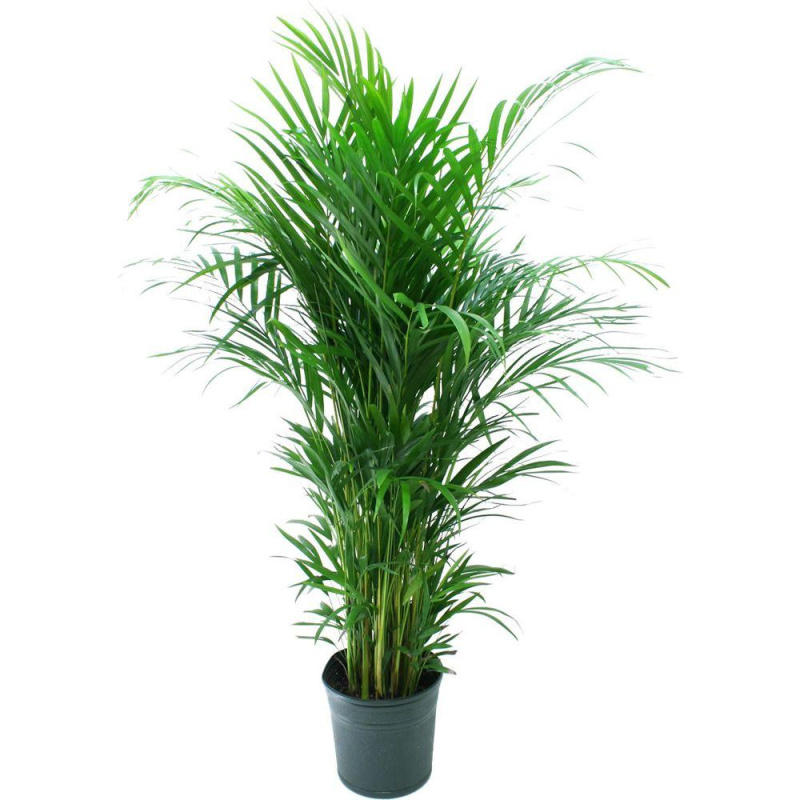 Растение пальмовое Дипсис2 d=14-17см h=50-65см