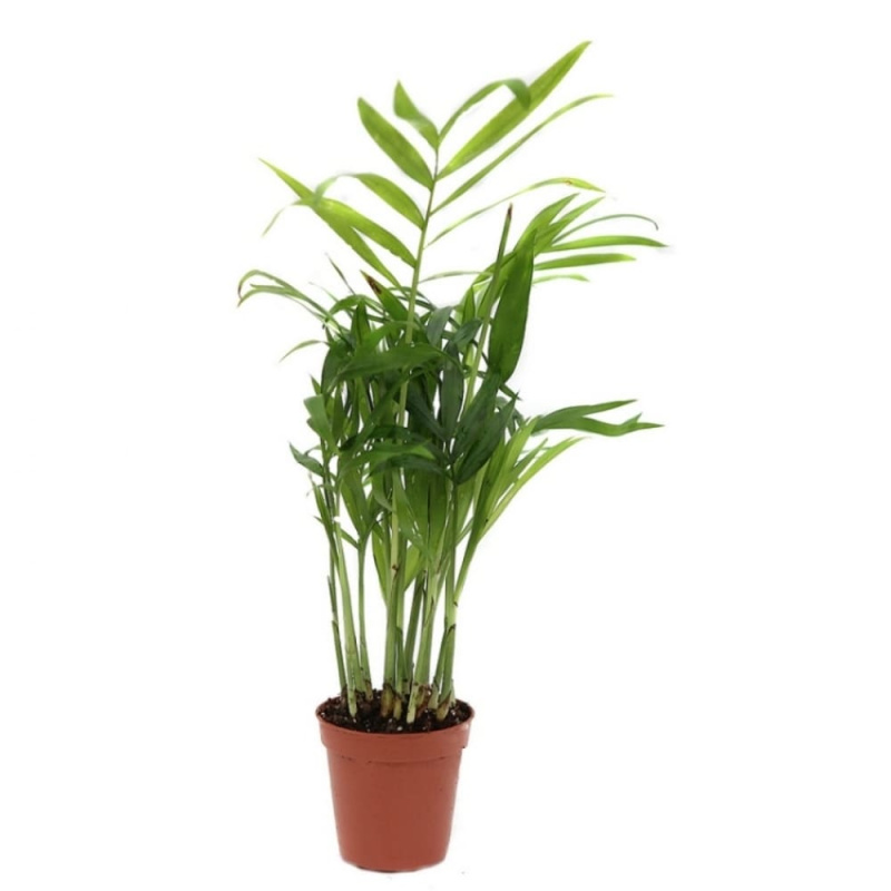 Растение пальмовое Хамедорея1 d=9см h=40см