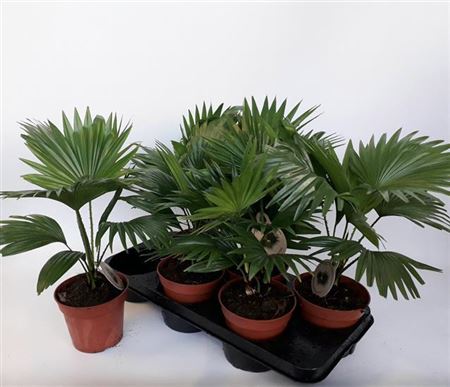 Растение пальмовое Пальма Левинстона d=14-19см h=40-75см