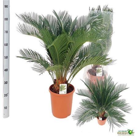 Растение пальмовое Цикас d=23см h=85см