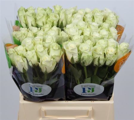 Роза одноголовая 25-30 см